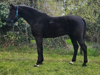 Ungarisches sportpferde, Jozsef, Horses For Sale, Békés