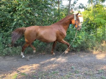 Ungarische sportpferd stute, Viola, Horses For Sale, Győr