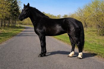 Hungarian warmblood - Mare