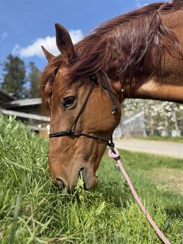 ungarisches warmbluut, jassi, Horses For Sale, Bludenz