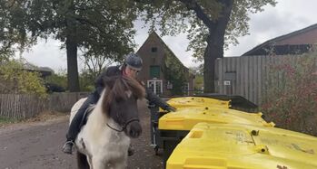 Junge Islandstute für Freizeit und mehr, Silke Köhler, Horses For Sale