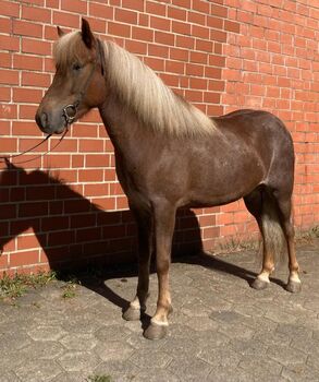 Junge Fuchsfarbwechslerstute, Jutta Döring, Horses For Sale, Rüscheid