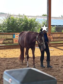 Top QH Nachwuchsstute vom Allround Vererber Unxpected
