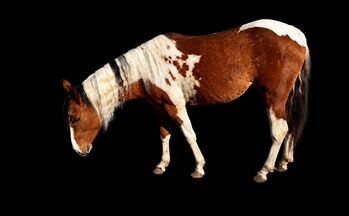 Junge Quarter Pony Stute mit vielversprechender Zukunft