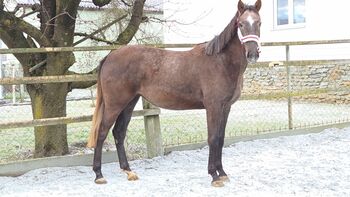Junge Stute für Springen/Vielseitigkeit, Barbara Granig, Horses For Sale, Unterwart