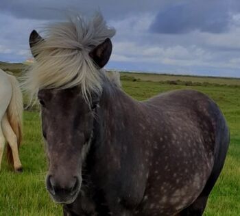 Jungstute in schicke Jacke für Zucht und Freizeit, Islandpferde-aus-Island, Horses For Sale, Ihlienworth