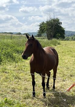 Jungstute zu verkaufen, Annika Seibel , Horses For Sale, Herborn