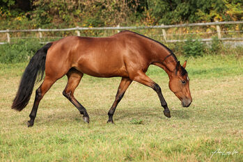 Junge talentierte Quarter Horse Stute mit Top-Reining-Abstammung, Kerstin Rehbehn (Pferdemarketing Ost), Horses For Sale, Nienburg
