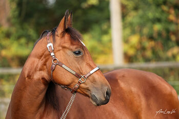 Junge talentierte Quarter Horse Stute mit Top-Reining-Abstammung