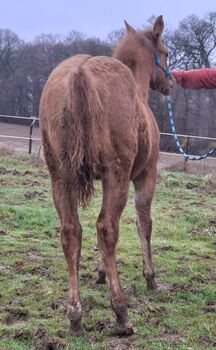 Top Nachwuchsstute mit einzigartigen Cutting-Pedigree in Europa
