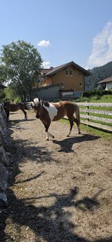 Junge, bildschöne Scheckstute, Zoe Arentsen, Horses For Sale, Flachau