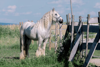 Einzigartiger Tinker Wallach, Eva, Horses For Sale, Bad Vöslau