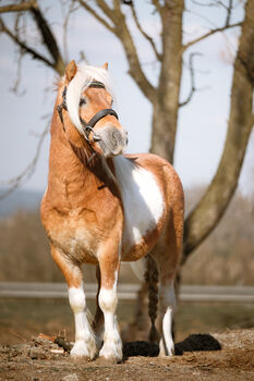 🐴 Unser süßes Pony Socki sucht ein neues Zuhause 🏡, Reitstall Altenfelden (Reitstall Altenfelden), Pferd kaufen, Altenfelden