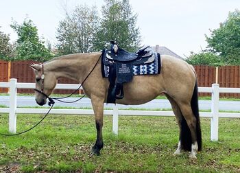 unverbrauchte, hübsche Quarter Horse Stute, Kerstin Rehbehn (Pferdemarketing Ost), Horses For Sale, Nienburg