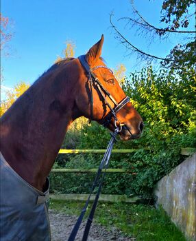 Gehobenes Freizeitpferd Wallach