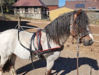 Neuwertiges Zweispännergeschirr Pony