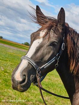 Gehobenes Freizeitpferd sucht fördernde Hände, Karina Harrer, Horses For Sale, Markt Hartmannsdorf 