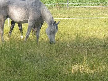 DRINGEND: Treue Freizeitstute mit Herz und Charakter, Katharina Lehmann (Pferdevermittlung Leus), Horses For Sale, Hochmoor