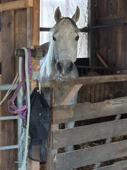 DRINGEND: Treue Freizeitstute mit Herz und Charakter
