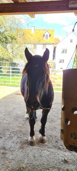 Dringend Beisteller/Einsteller gesucht, Almut , Horse Stables, Amöneburg