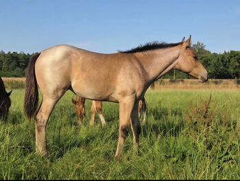 Liebe Bay Roan Quarter Horse Stute mit Foundation-Blutlinien, Kerstin Rehbehn (Pferdemarketing Ost), Konie na sprzedaż, Nienburg