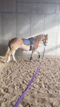 Liebenswerte Haflinger Stute, Laura Rögner, Konie na sprzedaż, Ansfelden