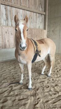 Liebenswerte Haflinger Stute