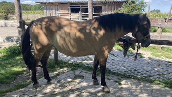 Liebe Norweger-Warmblutstute sucht neues Zuhause, Sandra, Konie na sprzedaż, Brandis