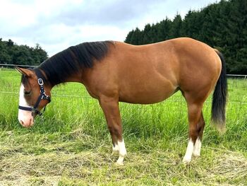 Charmante Quarter Horse Stute mit bester Reining & Allround-Abstammung, Kerstin Rehbehn (Pferdemarketing Ost), Konie na sprzedaż, Nienburg