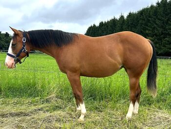 Charmante Quarter Horse Stute mit bester Reining & Allround-Abstammung
