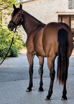 Liebenswerte Quarter Horse Stute für eine gemeinsame Zukunft, Kerstin Rehbehn (Pferdemarketing Ost), Konie na sprzedaż, Nienburg
