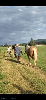 Bezaubernde Welsh Cob Stute