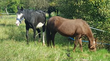 Liebenswerte Ponystute sucht Endplatz