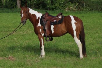 Bildhübsche Paint Horse Nachwuchsstute mit guter Abstammung, Kerstin Rehbehn (Pferdemarketing Ost), Konie na sprzedaż, Nienburg