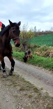 Liebenswerte ältere Stute sucht nettes Zuhause