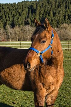 Charmanter Foundation Quarter Horse Nachwuchs mit Potenzial
