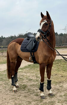 Charmanter 6-jähriger Wallach Allrounder