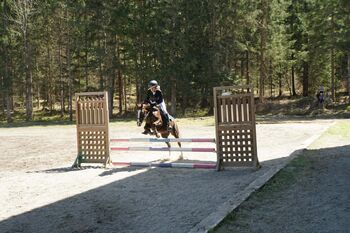 Liebenswerts Reitpony