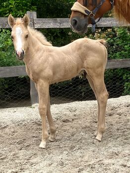 Charmanter Palomino Quarter Horse Hengst mit Reining-/Allround-Pedigree, Kerstin Rehbehn (Pferdemarketing Ost), Konie na sprzedaż, Nienburg