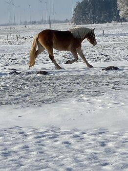 Lieber, talentierter Haflinger-Youngster sucht fördernden Partner