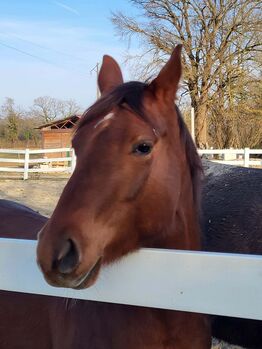 Talentierte Quarter Horse Jungstute für Sport und Freizeit