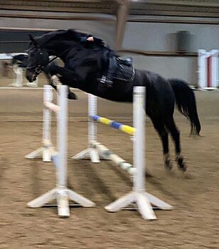 Talentierter Springer - Top-Abstammung - vielseitiges Potenzial, Angelica, Konie na sprzedaż, Henstedt-Ulzburg