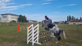 Talentierter Wallach, Melanie Jobst, Konie na sprzedaż, Drassmarkt 