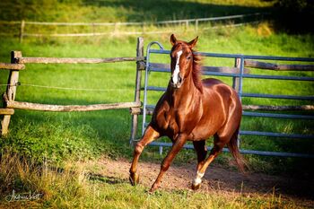 Talentierter Quarter Horse Wallach mit Reining-Ausbildung, Kerstin Rehbehn (Pferdemarketing Ost), Konie na sprzedaż, Nienburg