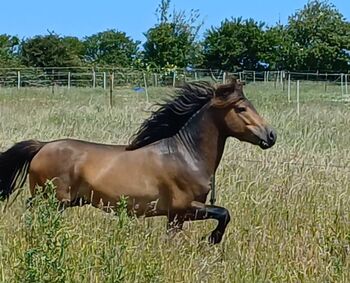 ausdruckstarker Ponyhengst Pony Hengst zu verkaufen, Dora, Horses For Sale, Gram