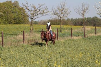 Ausdrucksstarker Quarter Horse Wallach sucht seinen Menschen fürs Leben