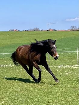 Ausdrucksstarker, bildschöner Quarterhorse Wallach