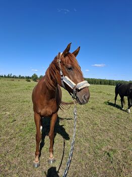 Ausdrucksstarke 5 jährige Stute sucht für immer zu Hause