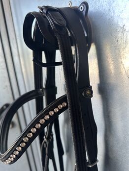 Pferdezaum von Löwe Löwe