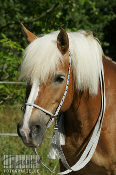 Westernzaum "Gebisslos-Magic" in silbergrau mit königsblauen Pony-Perlen verziert, Trense gebisslos, Una (Horse-design), Ogłowia bezwędzidłowe, Rot am See